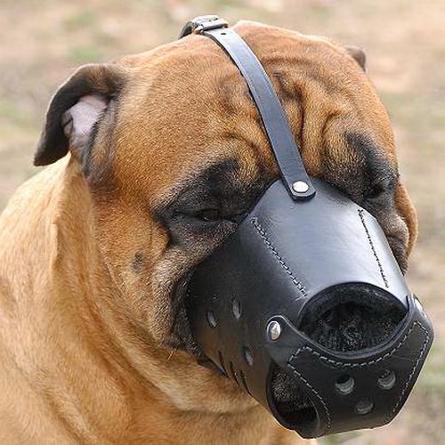 Открытый кожаный намордник для бульмастифа «Trained dog»